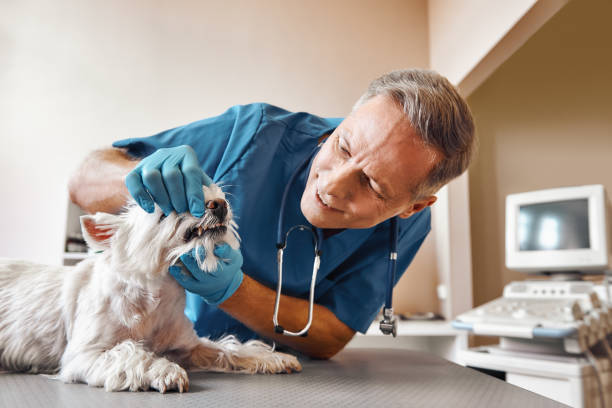 Best Emergency Tooth Extraction in Swartzville, PA